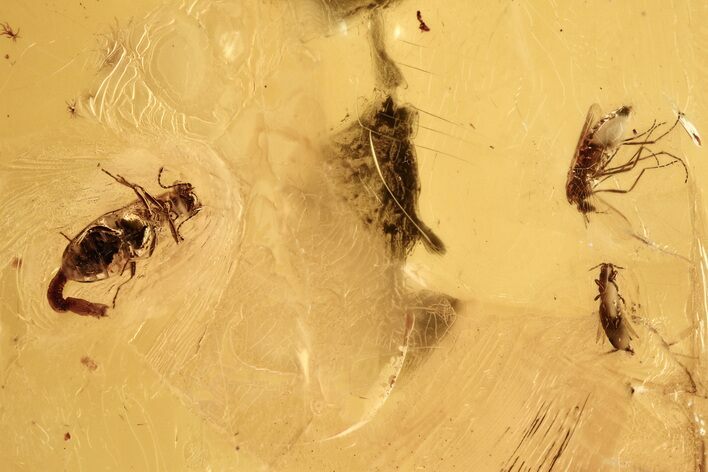 Fossil Ant-Like Leaf Beetle, Thrip, and True Midge in Baltic Amber #273362